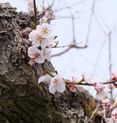 壮瞥公園